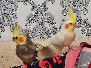 Gəmiricilər: ‼️ Təcili Satılır ‼️ Korella bir cüt. Ələ öyrənib rucnoydu dişləmir — 4