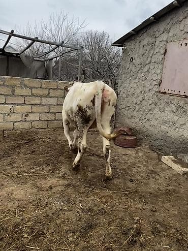 balaca it ucuz: 2 yaşı var. Doğmayıb. Boğaz deyil. Çox iri heyvandır. Hündür və — 9