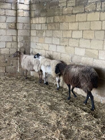 Dana, buzov: Boğaz Qoyunlar satılır yekə hündür qoyunlardı yelində təzə elyiblər 4 — 5