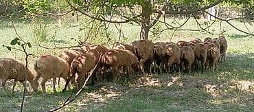 cins ineyler: Satılır: qrup halında qoyunlar - Növ: yerli cins qarışığı, qısa — 5