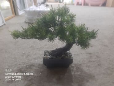süni ağac: Bezek ucun agac plastikdir endirimdedi. hundurluyu 20 sm dir — 1