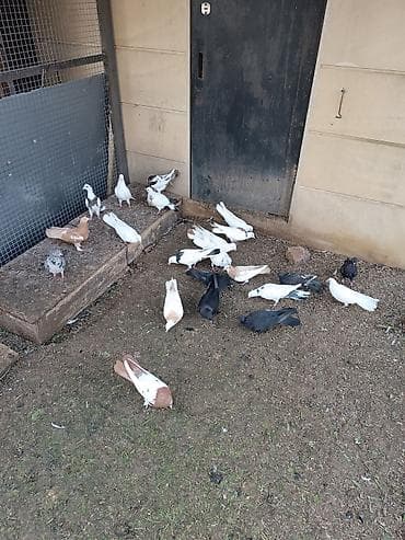 goyərcin satışı: Küt satılır biri 15₼ — 6