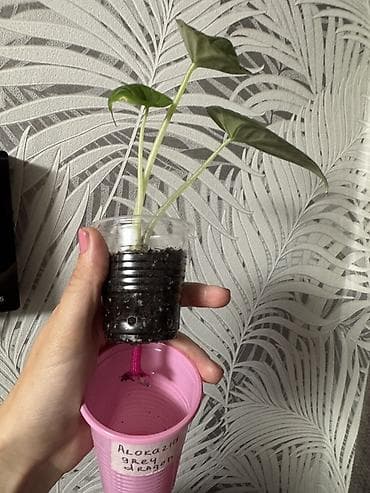 Çöl bitkiləri: Bitki: Alokaziya Grey Dragon (Alocasia ‘Grey Dragon’) Təsvir: - Nadir — 3