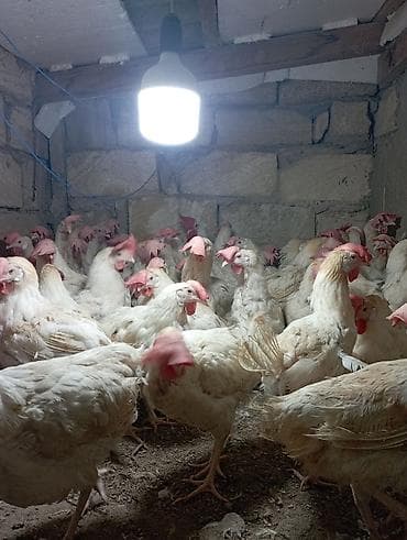 it davasi 2019: Toyuq, Yumurtalıq — 4