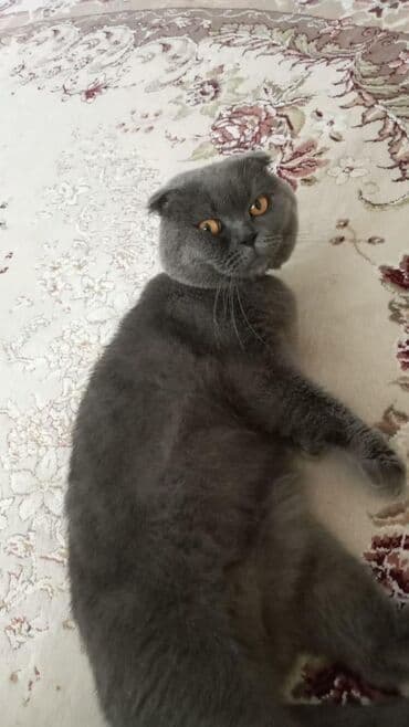 вислоухие коты серые: Шотладская вислоухая, Самец — 5