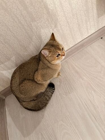 britan pişiyi: Britan — 2