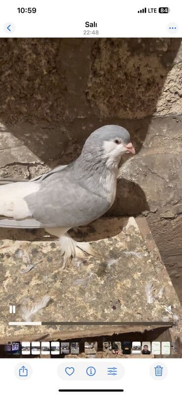 maraqli it adlari: Delfin cinsi erkek 50 manat Cins göyərçin – dekorativ lələkli ayaqlı — 2