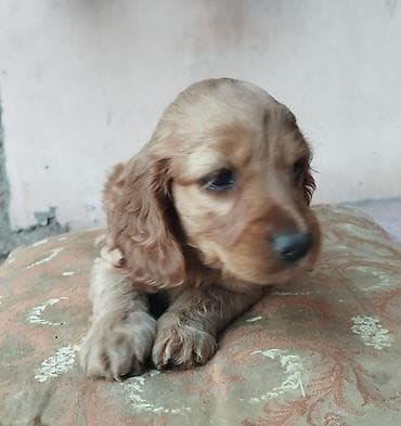 hamster.kom: Koker spaniyel, 1 ay, Erkek, Sənədli — 1