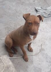 Pitbul, 4 ay, Dişi, Peyvəndli, Ünvandan götürmə lalafo.az -da Pitbul, 4 ay, Dişi, Peyvəndli, Ünvandan götürmə