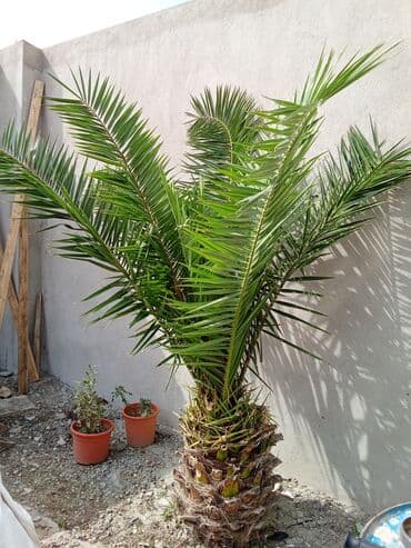 dibcək gulləri ev gulleri ve adlari: Xurma palmı – dekorativ bağ ağacı - Növ: Xurma palmı (Phoenix) - — 2
