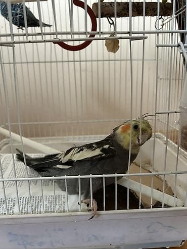 sabuncu heyvan bazari: Sultan papuqayi
Qefesle aksesuarlarla birge satilir — 5