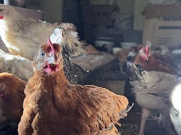 ŞƏKİ DAXİLİNDƏ çatdırılma mümkündür Yetişmiş heyvanlardır. Çəkisi