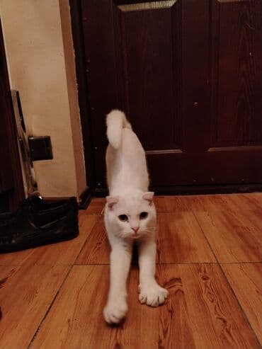 pişik çanta: Şotland yastı qulaq, Yaxşı əllərə — 7