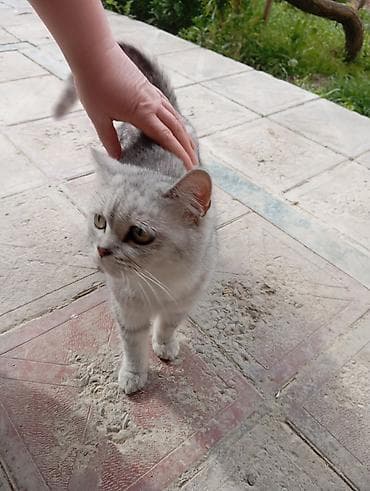 akula sekilleri: Dişi, Yaxşı əllərə, Ünvandan götürmə — 2