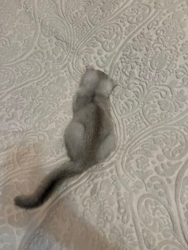 dog karalevski: Şinşilla, Dişi, Yaxşı əllərə, Pulsuz çatdırılma — 3