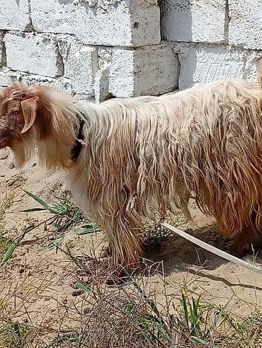 iri buynuzlu heyvan: Uzun tüklü erkək keçi - Cins tipi: yerli uzun tüklü (angora tipli — 3
