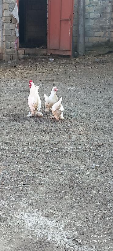 samuyan dermani: Toyuq, Damazlıq — 9