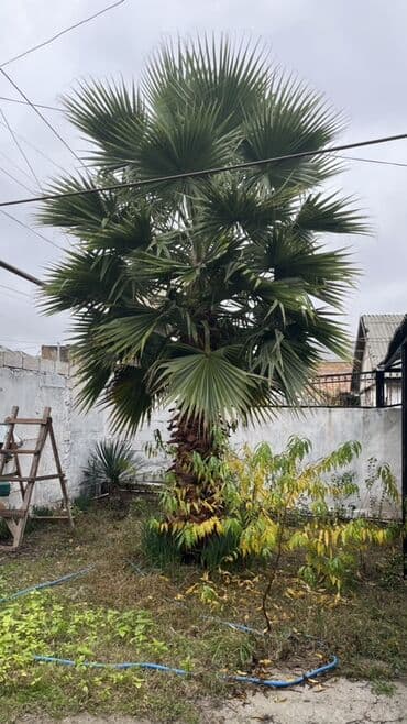 Bağ üçün dekorativ palma ağacı - Növ: Fan formalı yarpaqları olan lalafo.az -da Bağ üçün dekorativ palma ağacı - Növ: Fan formalı yarpaqları olan