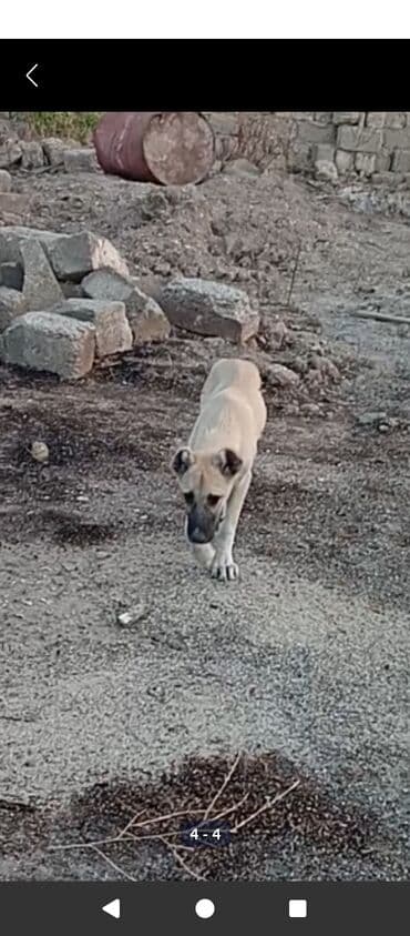 Chery: Qoruyucu it balası - Cinsə oxşarlıq: iri cinsli, mühafizə yönümlü tip — 1