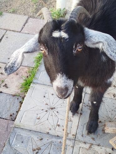 it etibarli ellere verilir: Qara-ağ rəngli buzgözlü keçi - Növ: keçi (şaxəli buynuzlu) - Rəng — 1