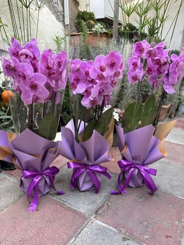 Alfa Romeo: Vatsapp mövcuddur!. Çatdırılma metrolara, Şamaxinkaya mövcuddur və — 4