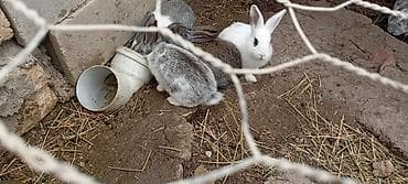 Digər heyvanlar: Dekorativ dovşan balaları - Rənglər: ağ, boz-ağ qarışıq, tünd-boz və — 3