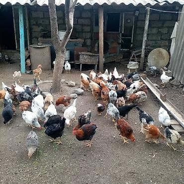 kürd toyuq: Toyuq, Damazlıq — 3