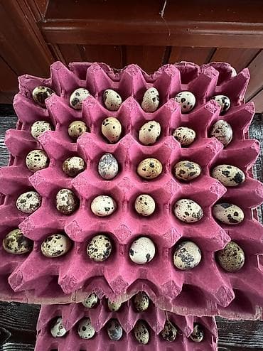 seyf qapi qiymetleri: Bıldırcın yumurtası - Təbii, ləkəli bıldırcın yumurtaları - Qutulu — 1