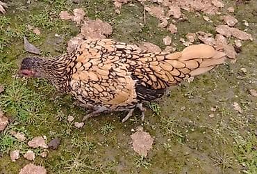 qaz yumurtasi satisi: Toyuq, Damazlıq — 2