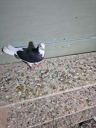 qumru quşu rusca: 1) Qara ağ baş desdə ağ quyruğlar 1 erkəy 1 maya erkəy Masazırda maya — 8