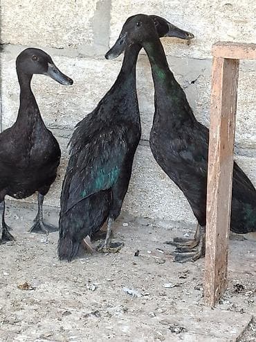 heyrati feresi: Dişi, Ətlik, Ünvandan götürmə, Ödənişli çatdırılma — 2
