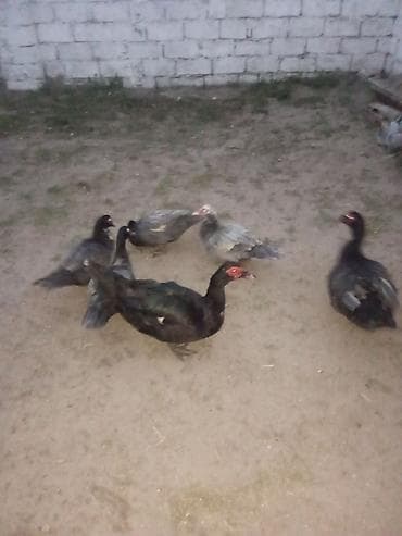 quş xana: Erkək, | Lal ördək, Damazlıq — 1