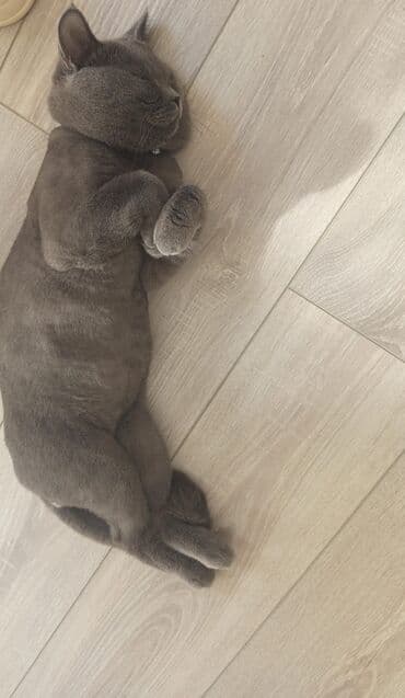 pişik qiymətləri: Britan, Erkək, Ödənişli çatdırılma — 2