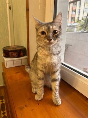 приют для кошек в баку: Dişi, Yaxşı əllərə — 3