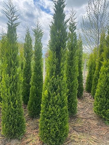 polad ağacı: Thuja (mazı) – hündür, konus formalı, sıx və parlaq-yaşıl iynəyarpaqlı — 3