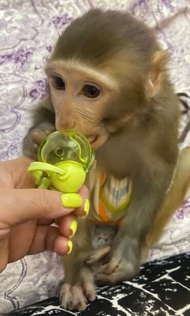 продажа домашних животных: Karlik makaka rezus satılır. Erkəkdir. 1 yaşı yoxdur. Ailədə 35-40 il — 2