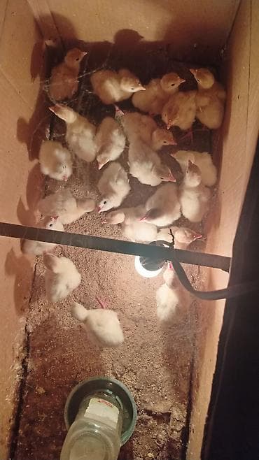 Hinduşka cücələri satılır. - Növ: Ağ hinduşka (brooder qutusunda