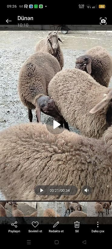 Atlar: Əmlik quzulardi 3 erkey 2 dişi qizilqulaq sortudu siyezendedi — 4