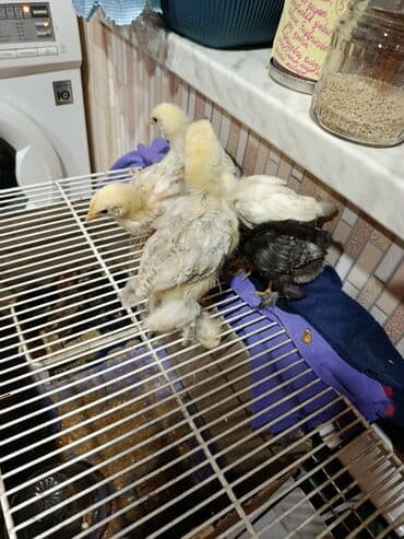 Гуси: Куриные цыплята, Для мяса — 4