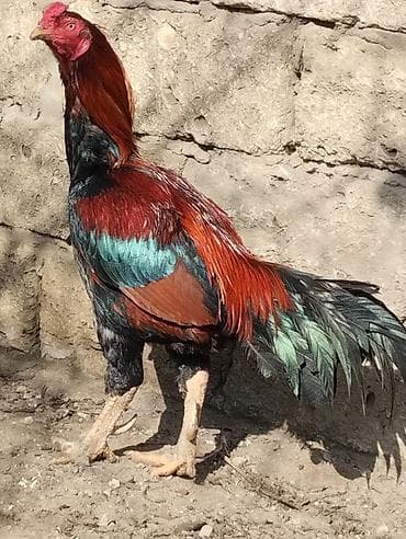 Salam.Damazlıq təmiz cins heyratı xoruz satılır.3 yaşındadı.Döyüş