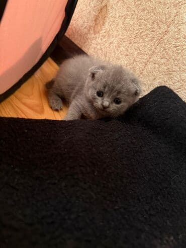 вислоухий кот цена: Шотладская вислоухая, В добрые руки — 3