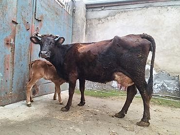 Животные: 14 litir süd verir 4 qarına doğub 25 gündü doğub balası dişdi — 5