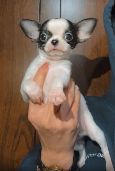 çoban itleri: Çixuahua, 2 ay, Erkek, Peyvəndli — 5