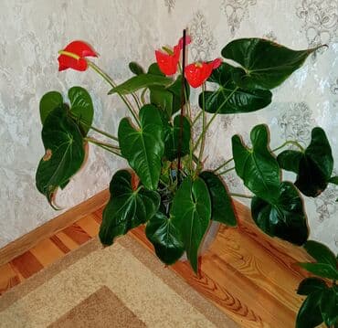 güllerin şekilleri: Şəkillərdə görünən parlaq qırmızı çiçəkləri və tünd yaşıl yarpaqları — 2