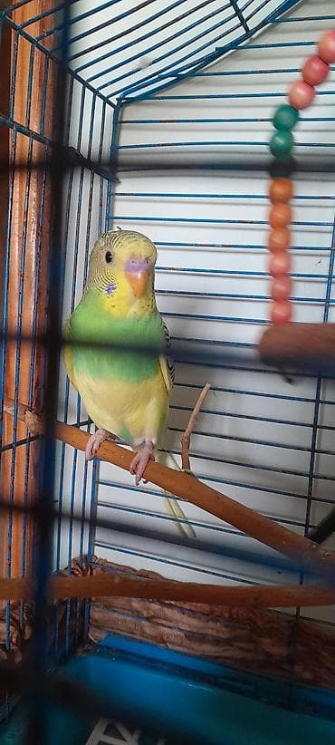 Птицы: Məhsul: Tutu guşu .Iki aylıq ərkəklər.İri ev gusları. Попугаи 2 самца — 7