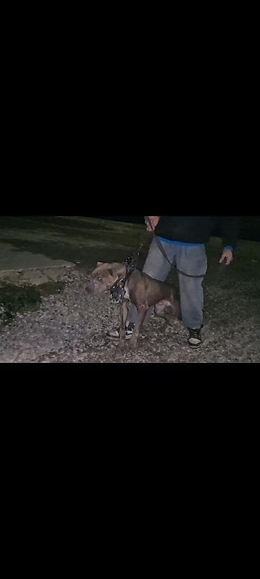 Gəmiricilər: Pitbul, 2 il, Erkek — 1