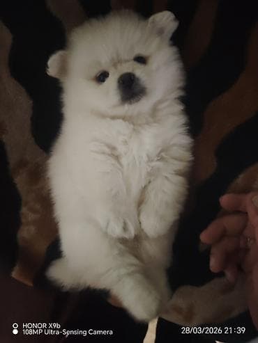 ev itlerinin satisi: Şpitz, Peyvəndli — 2