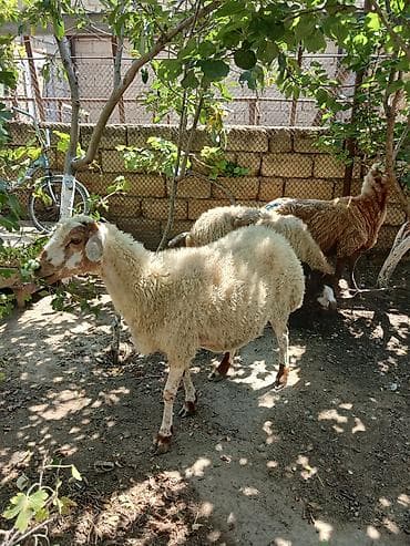 it bala: Qoyun və quzular – təsərrüfat üçün - Şəkillərdə ana qoyunlar və — 1