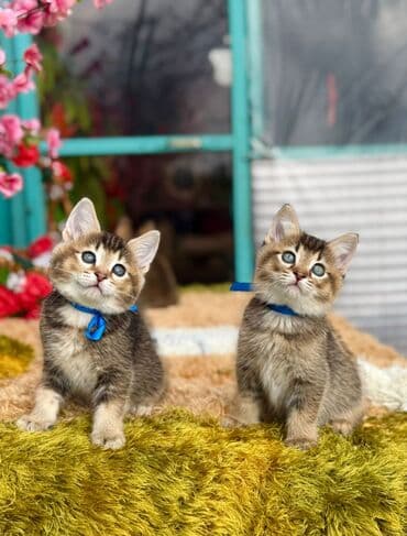 pers pişiyi: Cins Paroda pişikləri. Şotland, Britan, Pers. Rəngləri də cür bə cür — 10