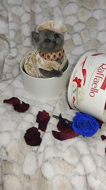 çoban iti balasi: Britan — 1